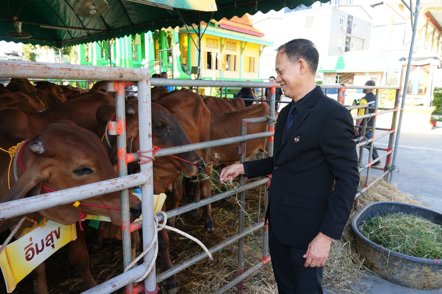 ธ.ก.ส. จัดกิจกรรมบุญใหญ่ส่งท้ายปี ผ่านแคมเปญ “ไถ่ชีวิตโค–กระบือ”